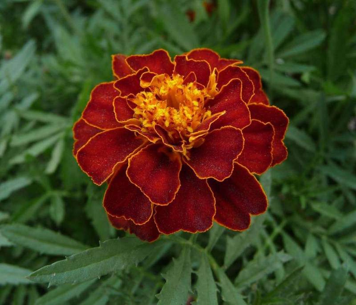 What Is Companion Planting and Does It Work?