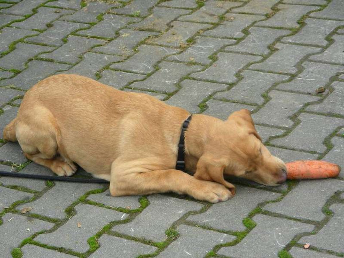 Foods toxic to dogs: the list, with reasons