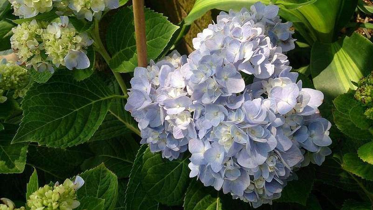 Why Won't My Hydrangea Bloom? Causes and How to Fix Each One