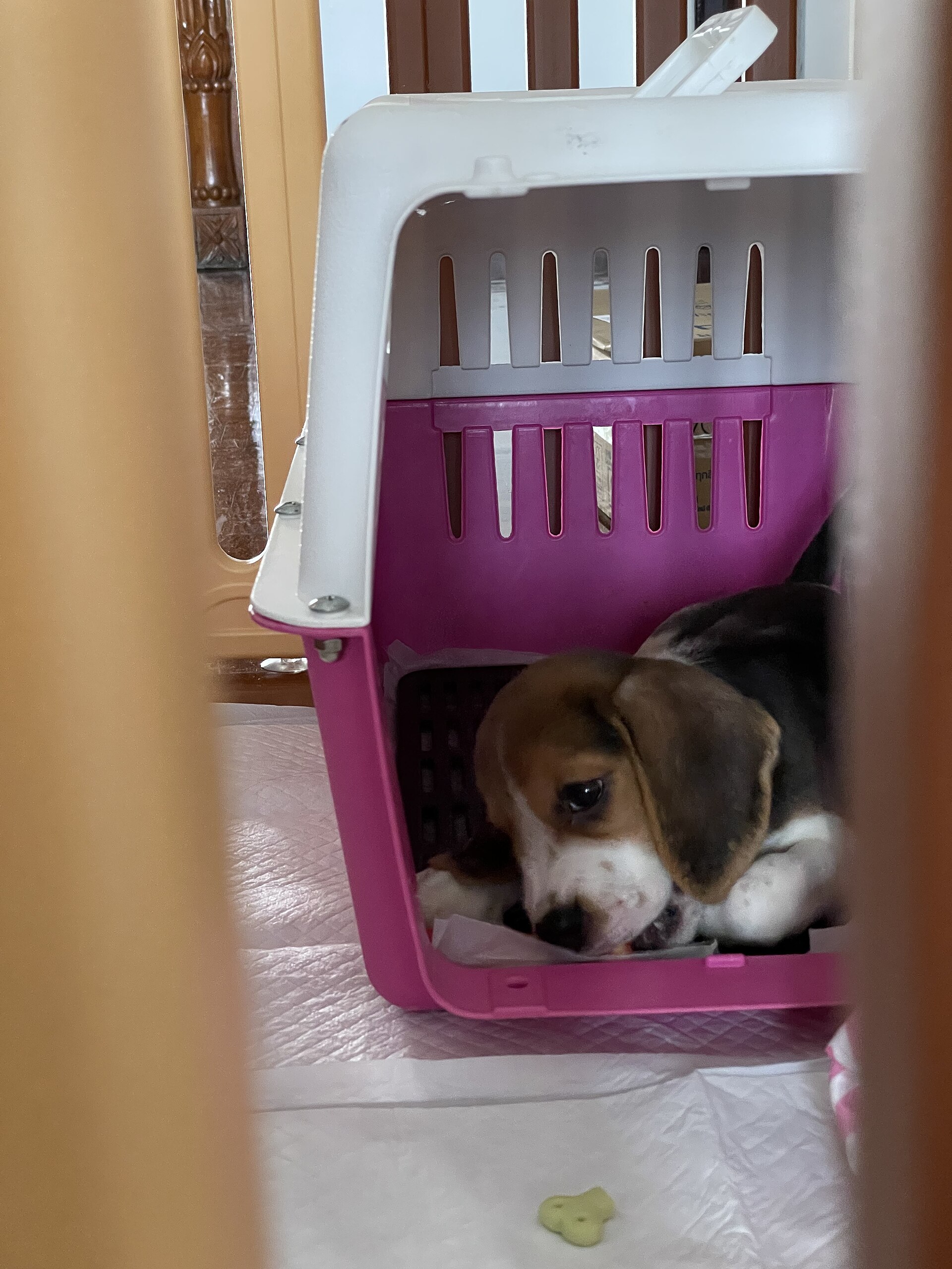 How to crate train a puppy step by step: a calm, gradual plan
