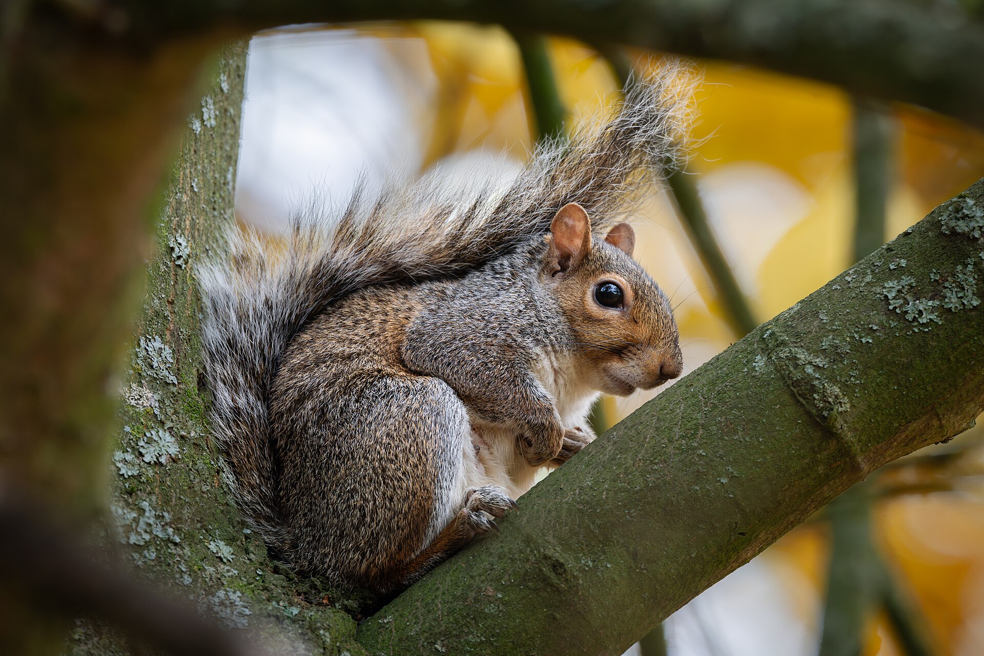 How to keep squirrels out of garden beds: barriers that work