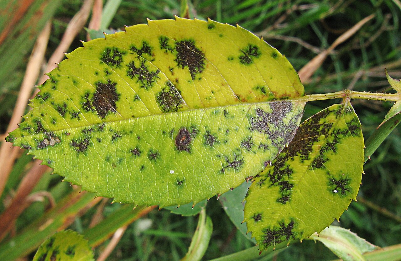 Why do roses get black spot and how to prevent it?