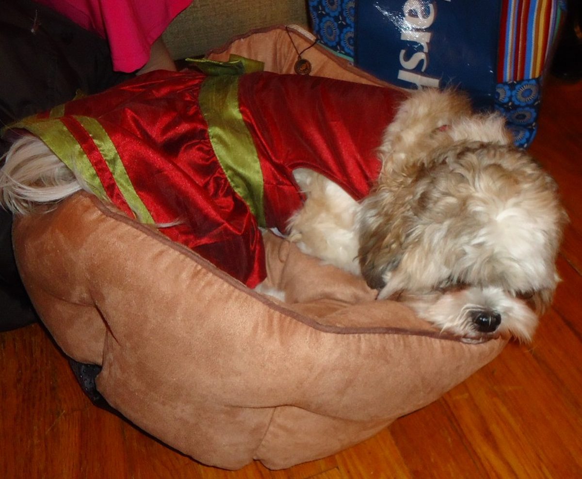 Why dogs circle before lying down: instinct and warning signs