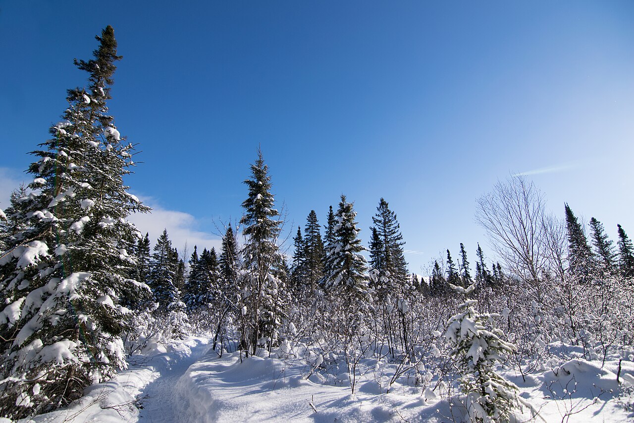 How do trees survive winter without leaves?