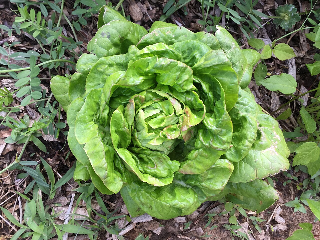 What Vegetables Grow Well in Shade: 12 Picks for Low-Light Gardens