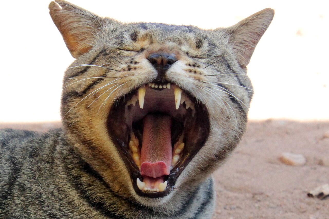 Why Your Cat Meows Loudly at Night: 7 Common Reasons