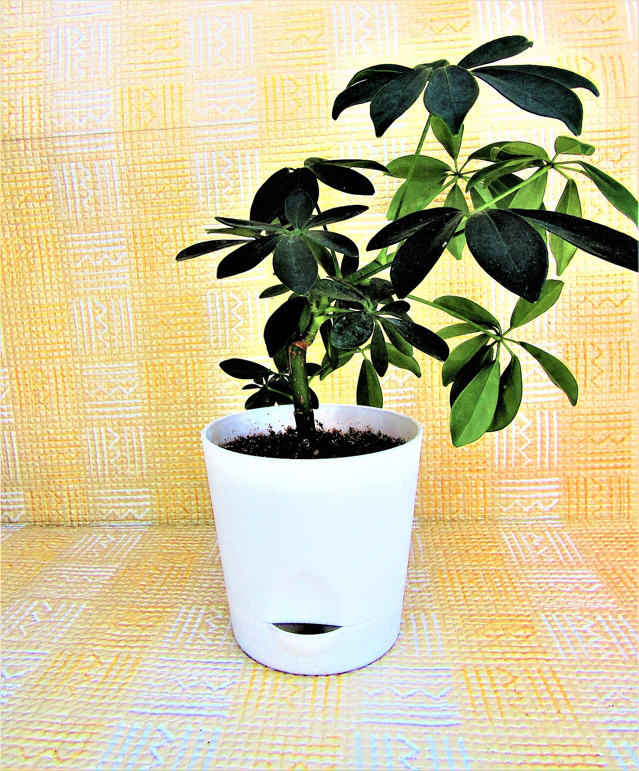 Why Houseplant Leaves Turn Yellow and Drop One by One