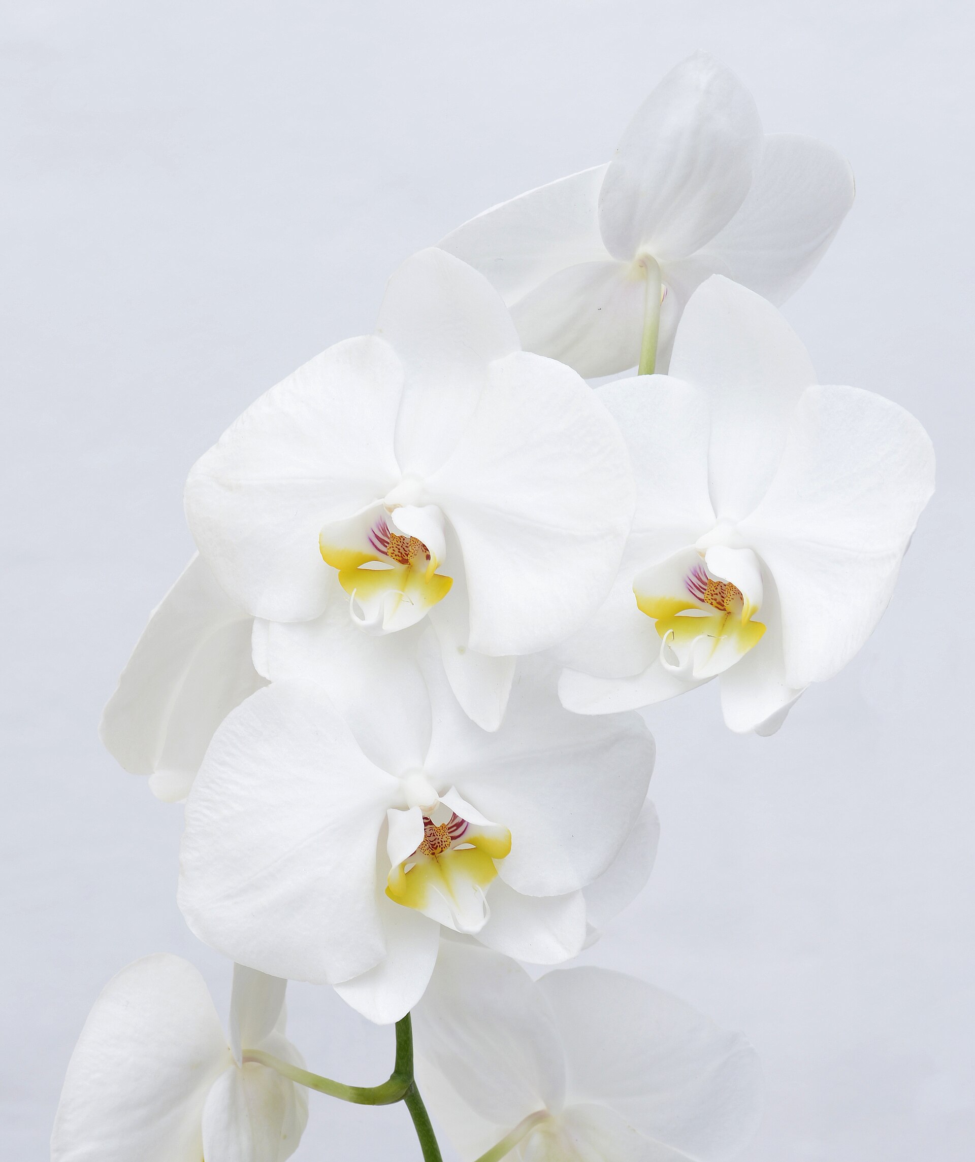 Why orchid flowers fall off after bringing them home