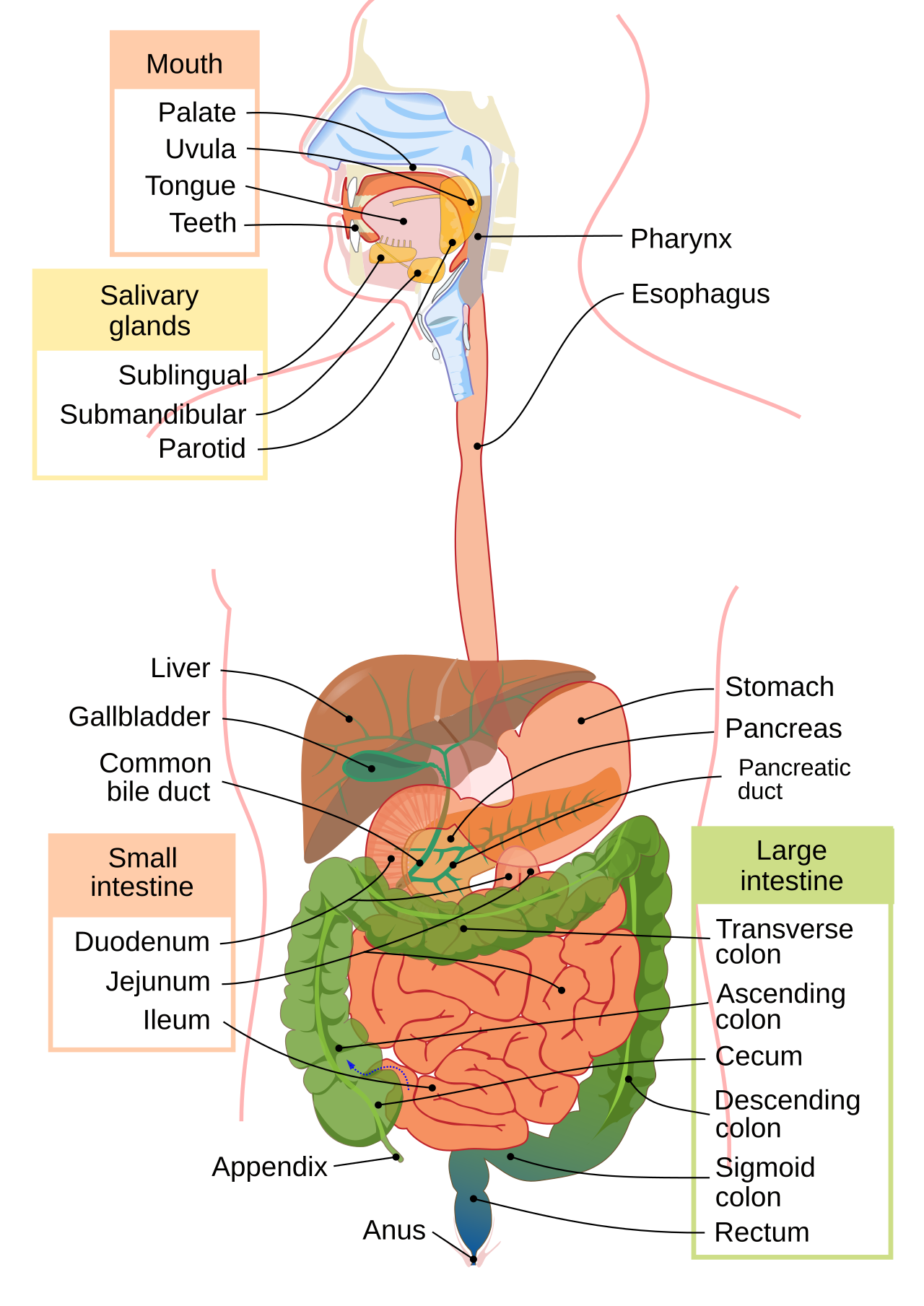 Why Your Stomach Growls When You Are Hungry: The Science