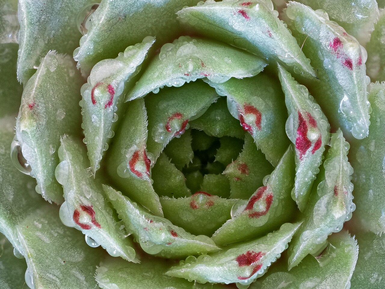 Why Succulents Stretch Tall and Pale Indoors: Etiolation Explained